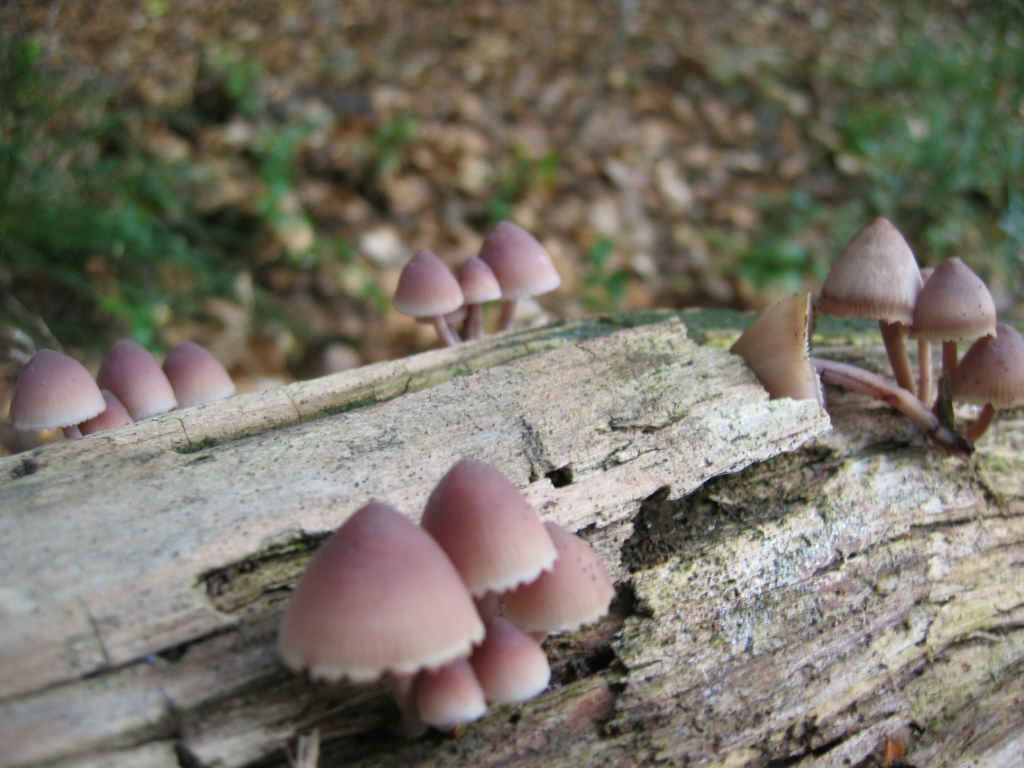 2005 :  Un anno di funghi